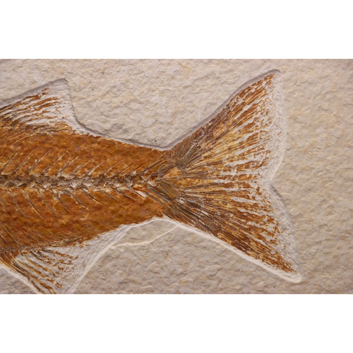 poisson fossile - Mioplosus labracoides - Eocène - green river fmt - Wyoming - USA