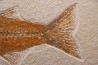 Mioplosus labracoides