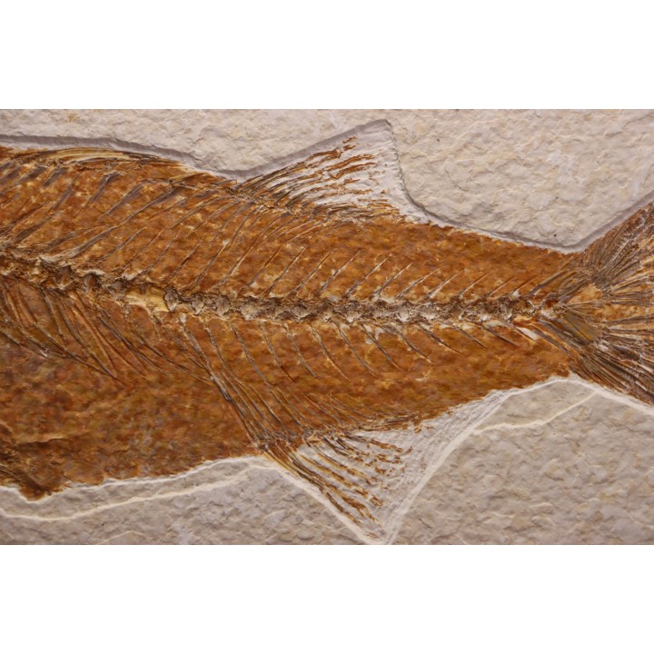 Mioplosus labracoides