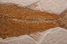Mioplosus labracoides