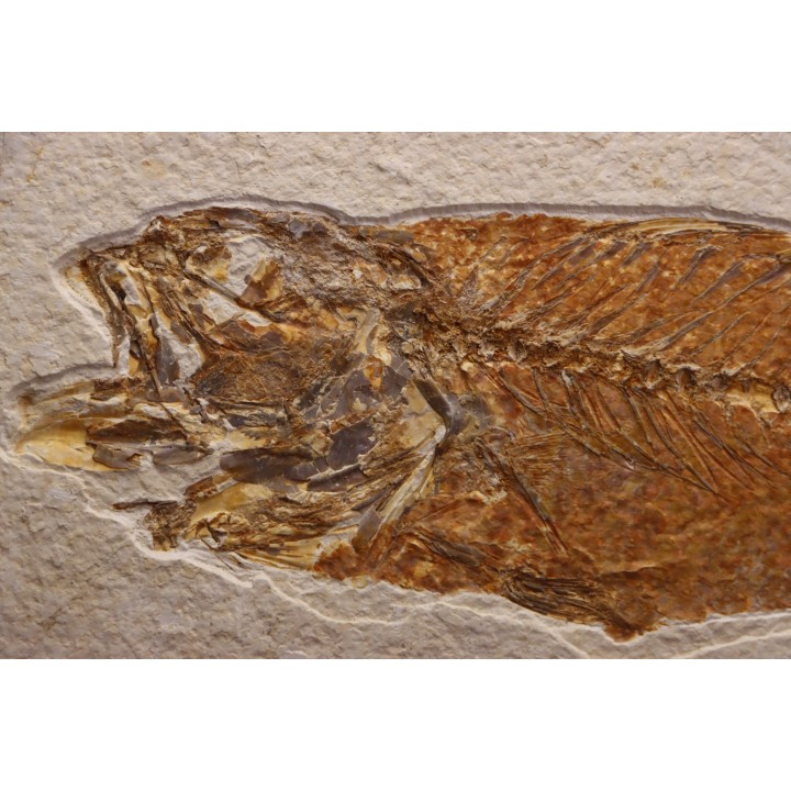 Mioplosus labracoides