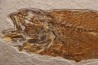 poisson fossile - Mioplosus labracoides - Eocène - green river fmt - Wyoming - USA