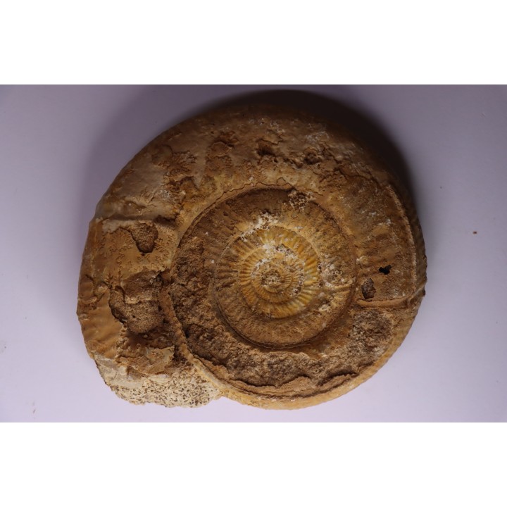Leptosphinctes leptus - bajocian - Bayeux -14 - FRANCE