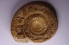 Leptosphinctes leptus - bajocian - Bayeux -14 - FRANCE