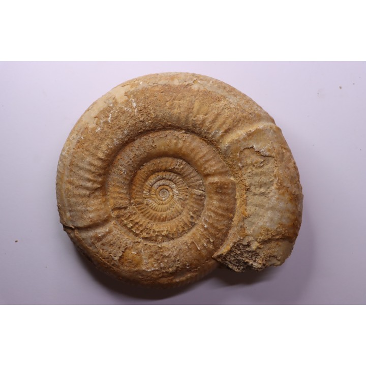 Leptosphinctes leptus - bajocian - Bayeux -14 - FRANCE