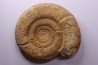 Leptosphinctes leptus - bajocien - Bayeux -14 - FRANCE