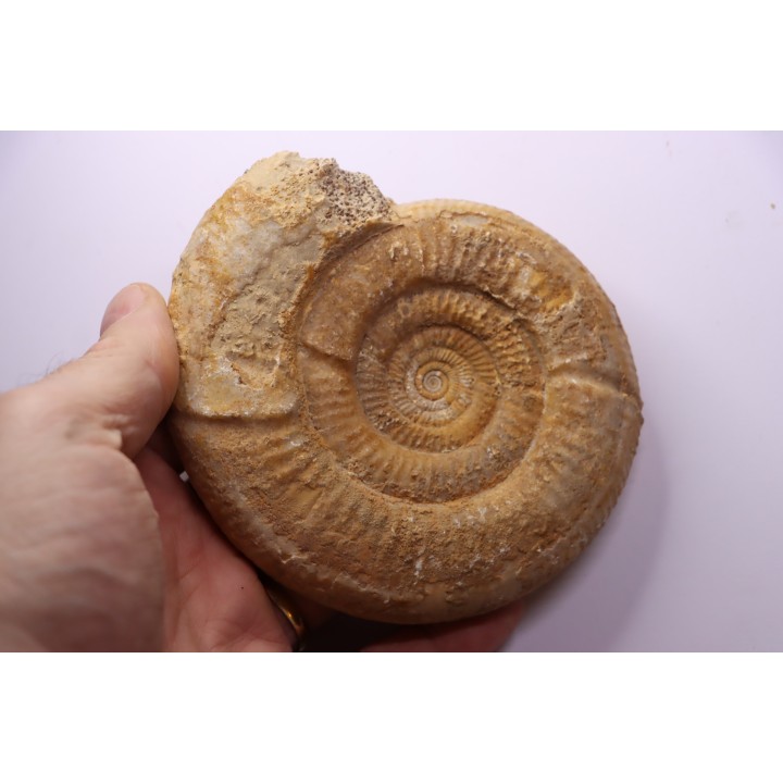 Leptosphinctes leptus - bajocian - Bayeux -14 - FRANCE