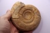 Leptosphinctes leptus - bajocien - Bayeux -14 - FRANCE