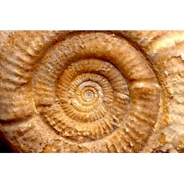 Leptosphinctes leptus - bajocian - Bayeux -14 - FRANCE