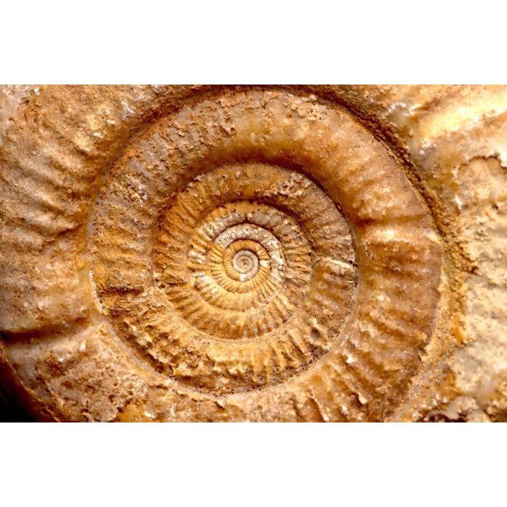 Leptosphinctes leptus - bajocian - Bayeux -14 - FRANCE