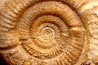 Leptosphinctes leptus - bajocien - Bayeux -14 - FRANCE