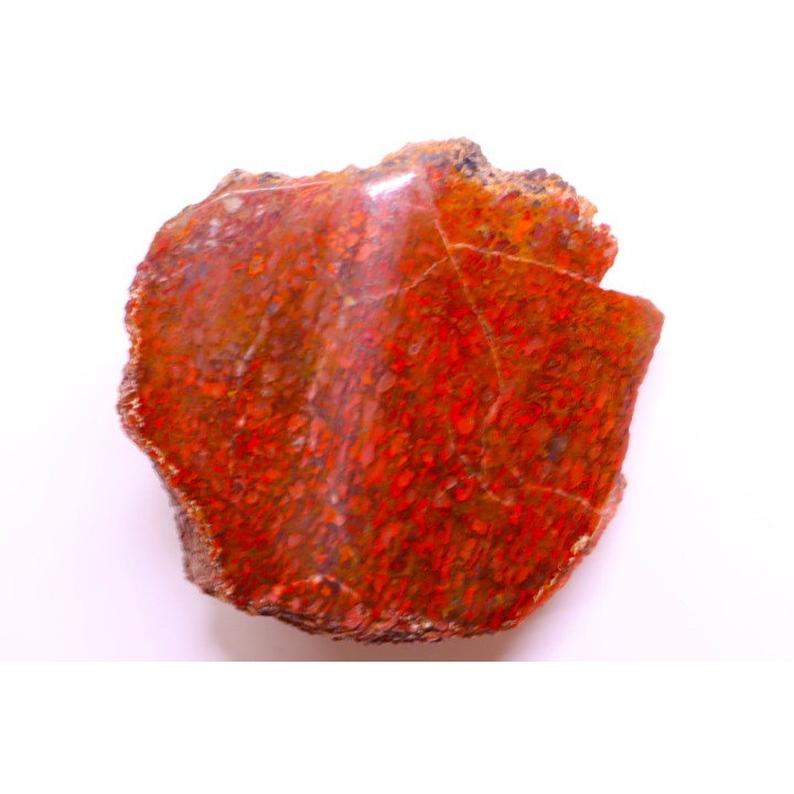 Section d'os de dinosaure en agate ROUGE:  Jurassique  USA