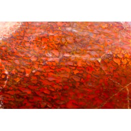 Section d'os de dinosaure en agate ROUGE:  Jurassique  USA