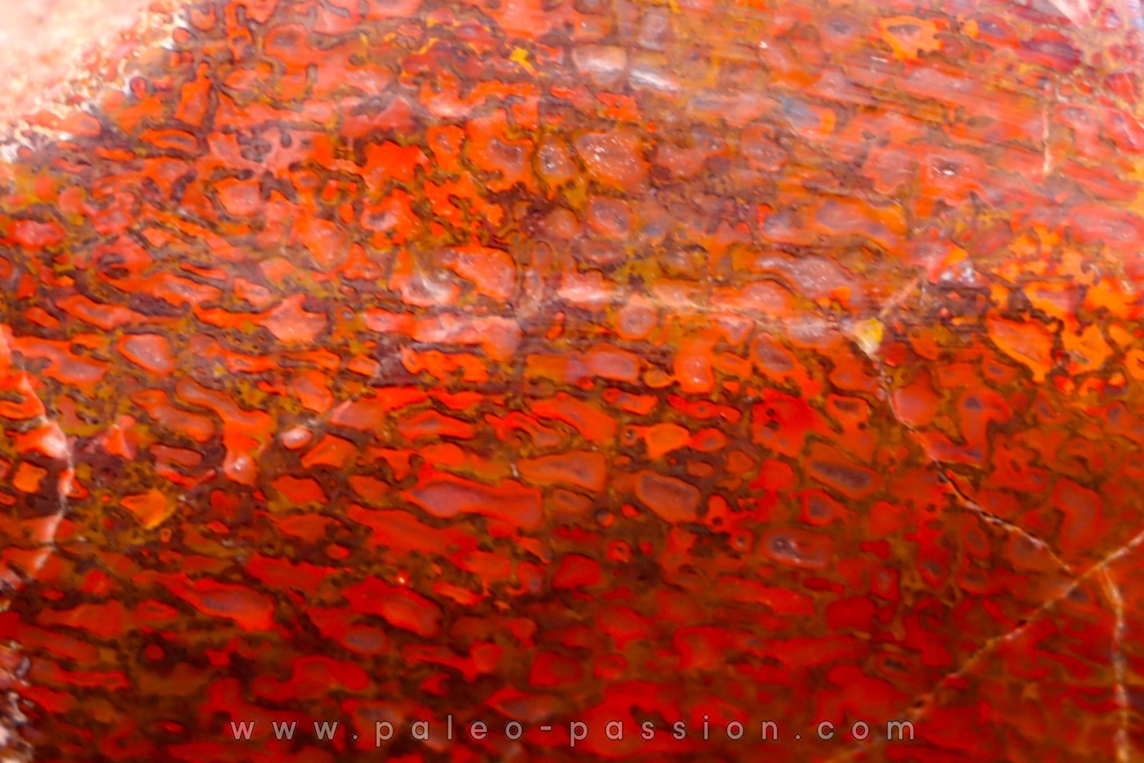 RED Dinosaur bone section, sawn and polished. Jurassic USA
