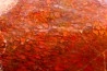 RED Dinosaur bone section, sawn and polished. Jurassic USA