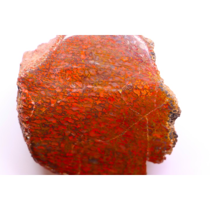 RED Dinosaur bone section, sawn and polished.  Jurassic  USA