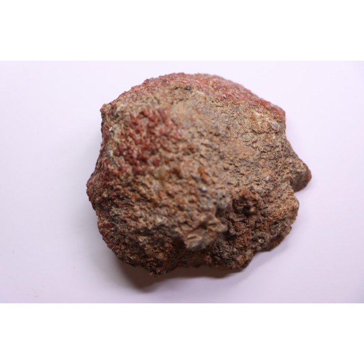 RED Dinosaur bone section, sawn and polished.  Jurassic  USA