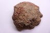 Section d'os de dinosaure en agate ROUGE:  Jurassique  USA