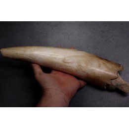 MAMMOTH TUSK:  Mammuthus primigenius - Pléistocène  -  Alaska, USA