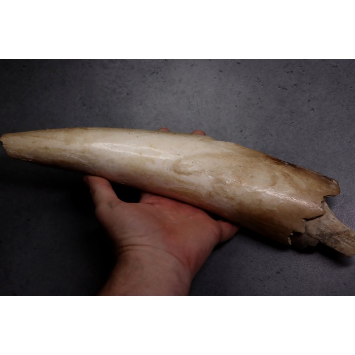 MAMMOTH TUSK:  Mammuthus primigenius - Pléistocène  -  Alaska, USA
