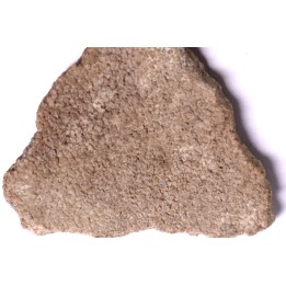 dinosaur titanosaur saltasaurus egg shell
