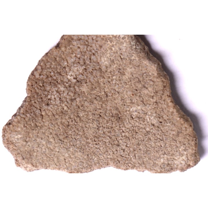 dinosaur titanosaur saltasaurus egg shell