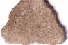 coquille d œuf de dinosaure TITANOSAURE: SALTASAURUS