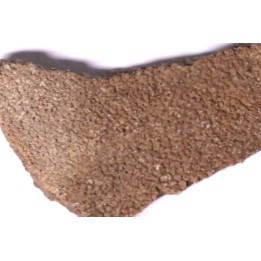 dinosaur titanosaur saltasaurus egg shell