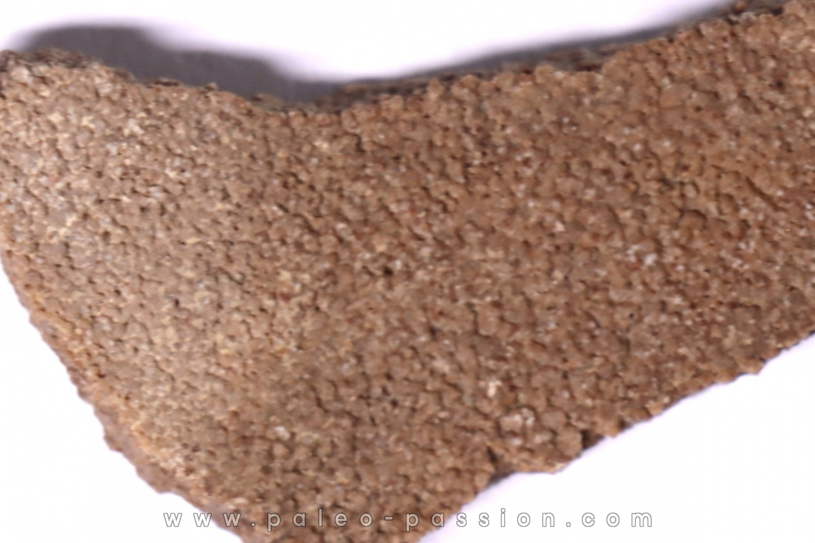 dinosaur titanosaur saltasaurus egg shell