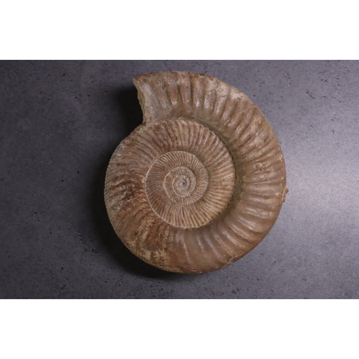 Perisphinctes pumilus - oxfordien - Nevers -58 - FRANCE