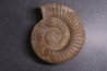 Perisphinctes pumilus  - oxfordian - Nevers -58 - FRANCE