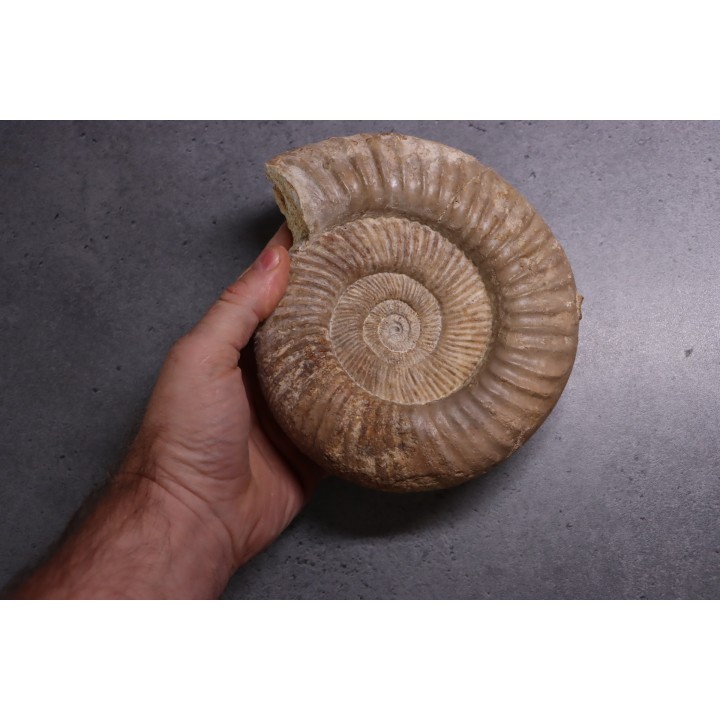 Perisphinctes pumilus  - oxfordian - Nevers -58 - FRANCE