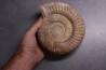 Perisphinctes pumilus - oxfordien - Nevers -58 - FRANCE