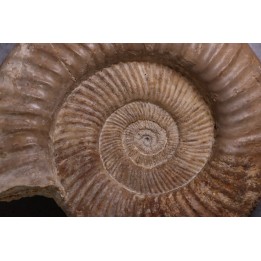 Perisphinctes pumilus  - oxfordian - Nevers -58 - FRANCE