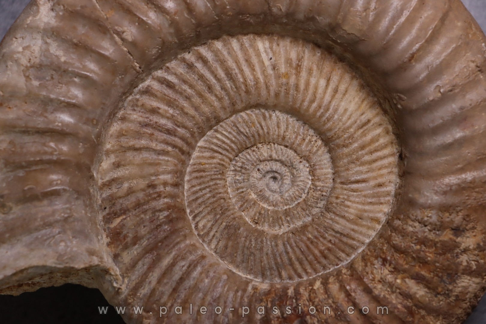 Perisphinctes pumilus - oxfordien - Nevers -58 - FRANCE