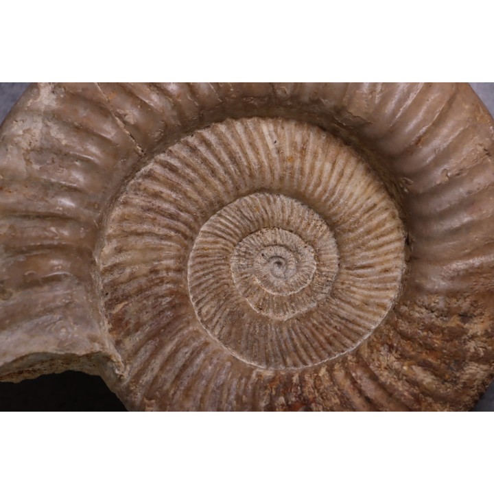 Perisphinctes pumilus  - oxfordian - Nevers -58 - FRANCE