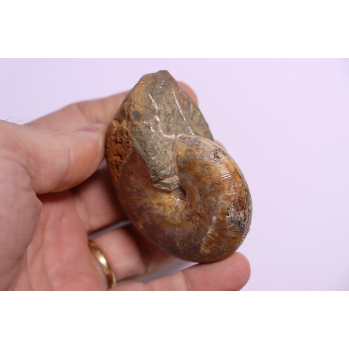 Goretophylloceras inflatum