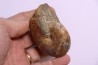 Goretophylloceras inflatum