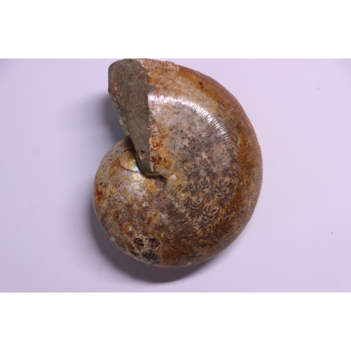 Goretophylloceras inflatum
