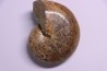 Goretophylloceras inflatum