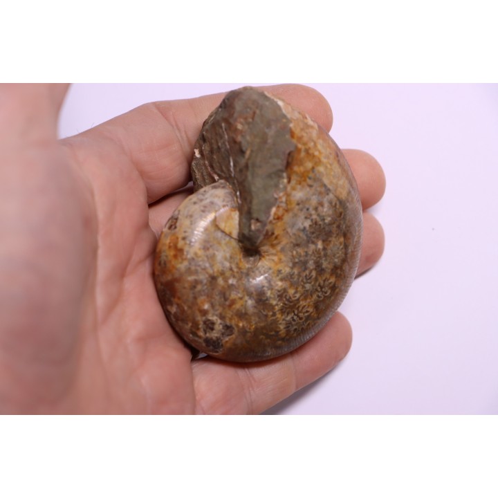 Goretophylloceras inflatum