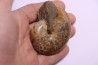 Goretophylloceras inflatum