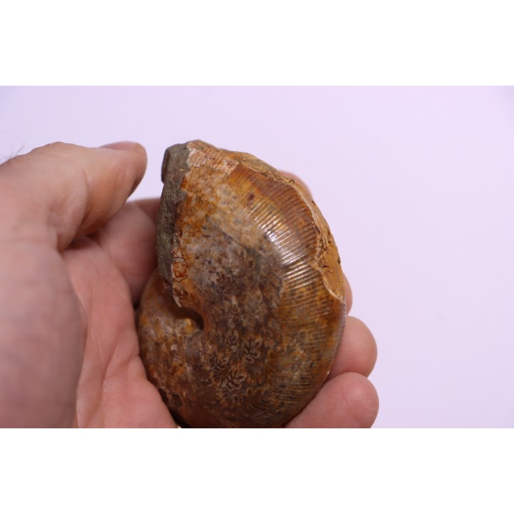 Goretophylloceras inflatum