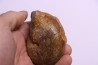 Goretophylloceras inflatum
