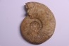 Parkinsonia (Durotrigensia) pseudoferruginea - bajocien - Bayeux -14 - FRANCE
