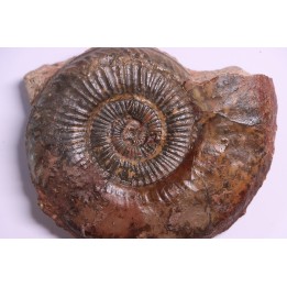 Dumortieria pseudoradiosa - Toarcien - Belmont - FRANCE