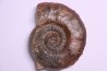 Dumortieria pseudoradiosa - Toarcien - Belmont - FRANCE