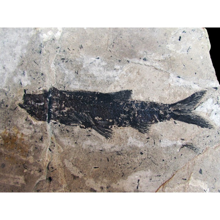 Leuciscus demasii (2)