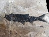 Leuciscus demasii (2)