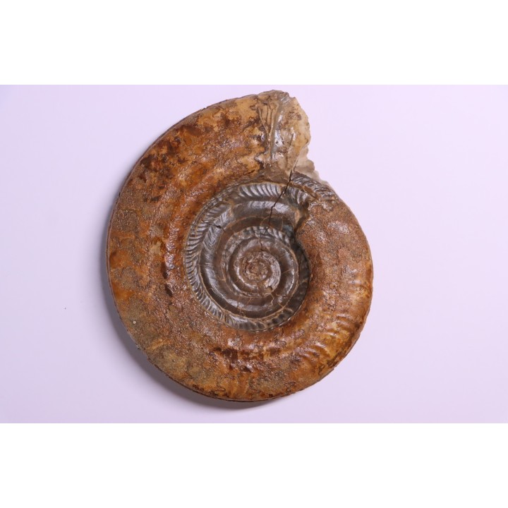 Hildoceras lusitanicum (Meister) - Toarcien - region de Charolle, Brionnais - FRANCE